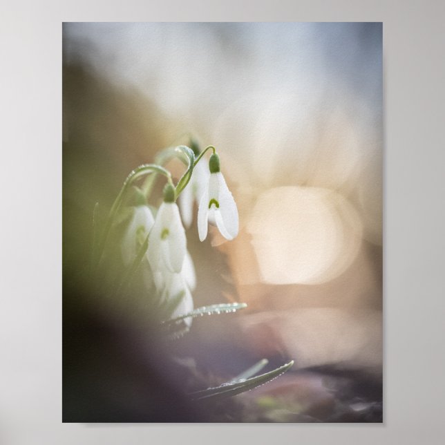 Snowdrops Nature Photo Poster (Front)