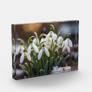 Snowdrops Photo Block