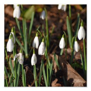Snowdrops  photo print
