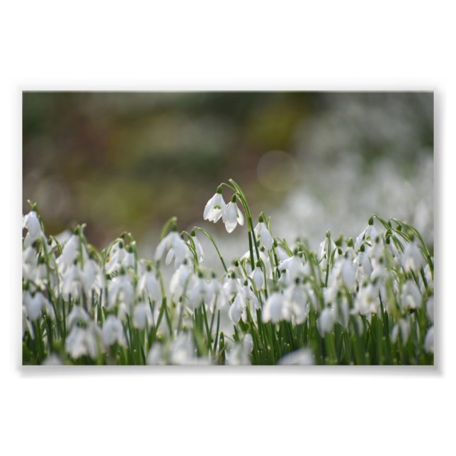 Snowdrops  photo print (Front)