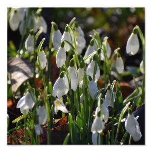 Snowdrops photo print