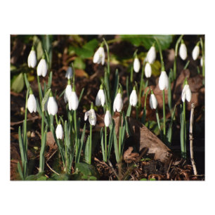 Snowdrops  photo print