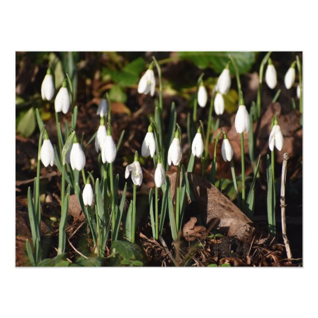 Snowdrops  photo print (Front)