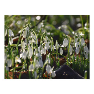 Snowdrops  photo print