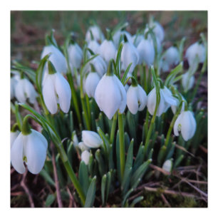 Snowdrops photo print