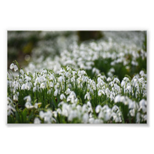 Snowdrops  photo print