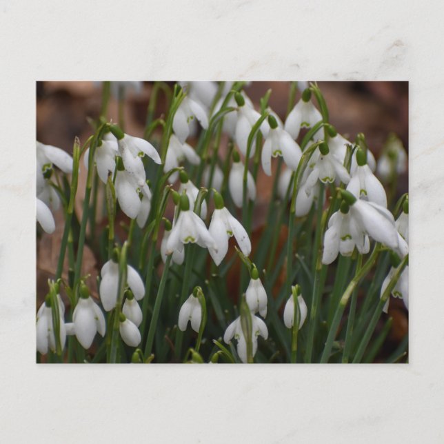 Snowdrops  postcard (Front)