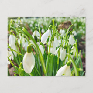 Snowdrops postcard