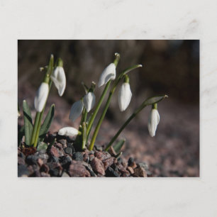 Snowdrops postcard