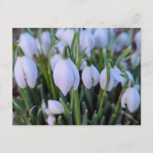 Snowdrops  postcard