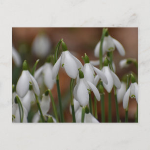 Snowdrops postcard