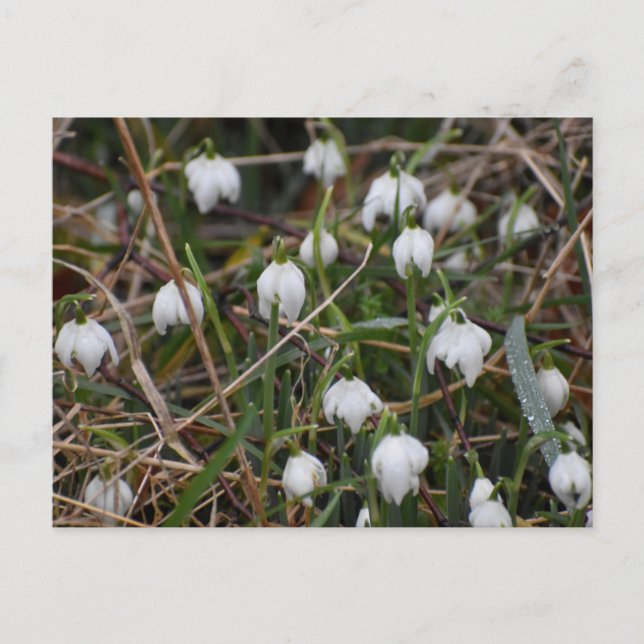 Snowdrops  postcard (Front)