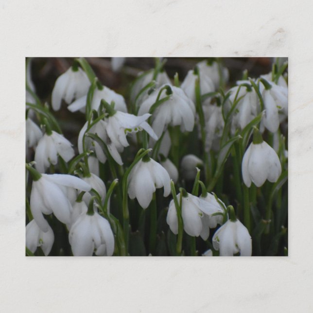 Snowdrops  postcard (Front)