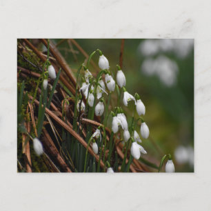 Snowdrops  postcard