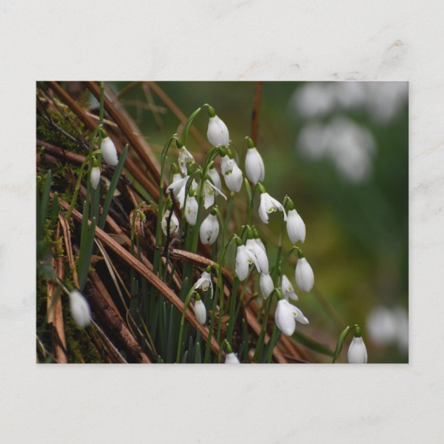 Snowdrops  postcard (Front)