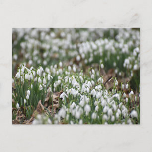 Snowdrops postcard