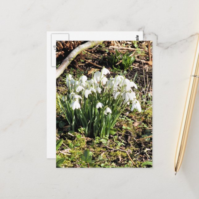 SNOWDROPS POSTCARD (Front/Back In Situ)