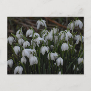 Snowdrops  postcard