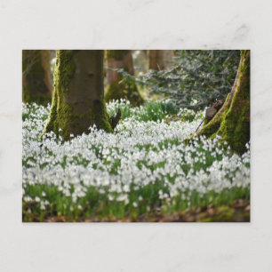 Snowdrops  postcard