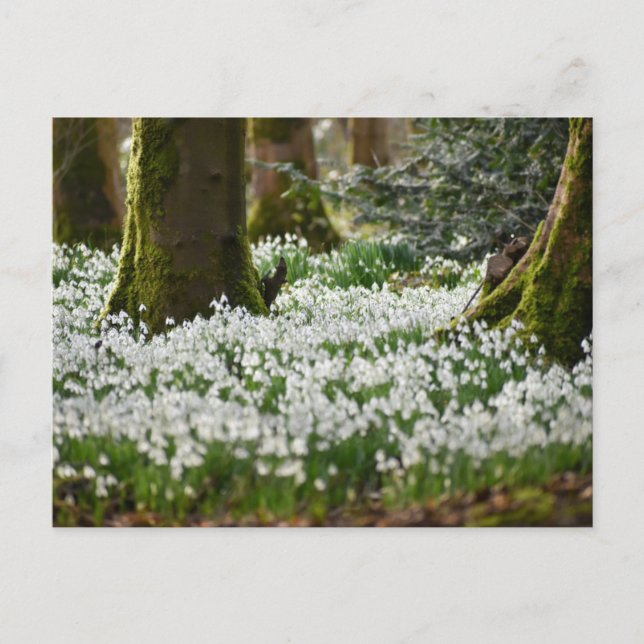 Snowdrops  postcard (Front)
