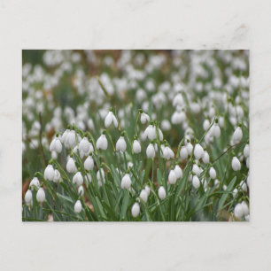 Snowdrops  postcard
