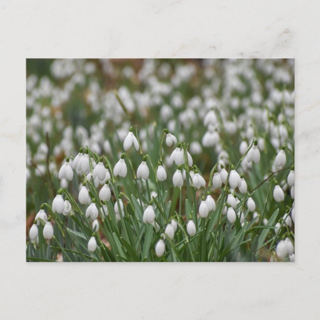 Snowdrops  postcard (Front)