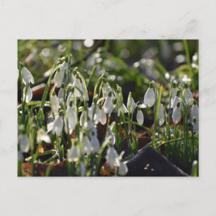 Snowdrops postcard