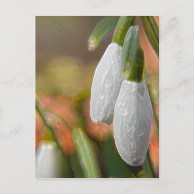 Snowdrops Postcard (Front)