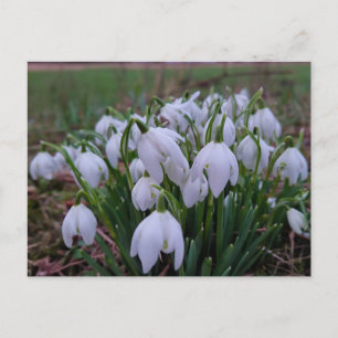 Snowdrops  postcard