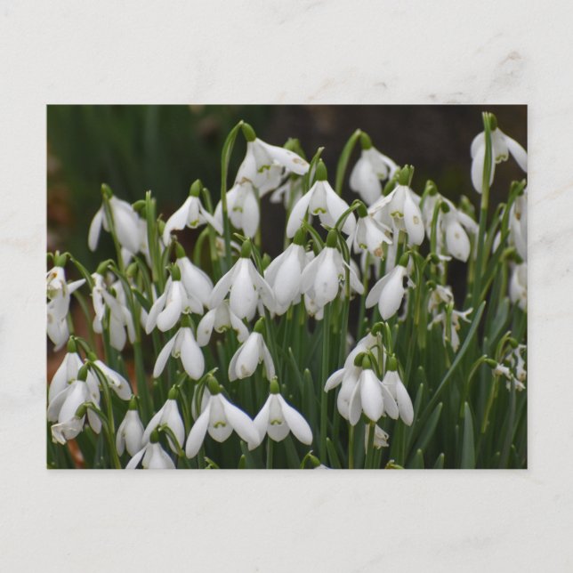 Snowdrops  postcard (Front)