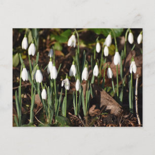 Snowdrops postcard