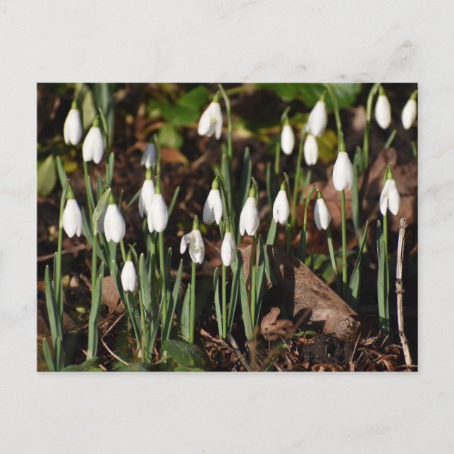 Snowdrops  postcard (Front)
