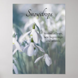Snowdrops  poster