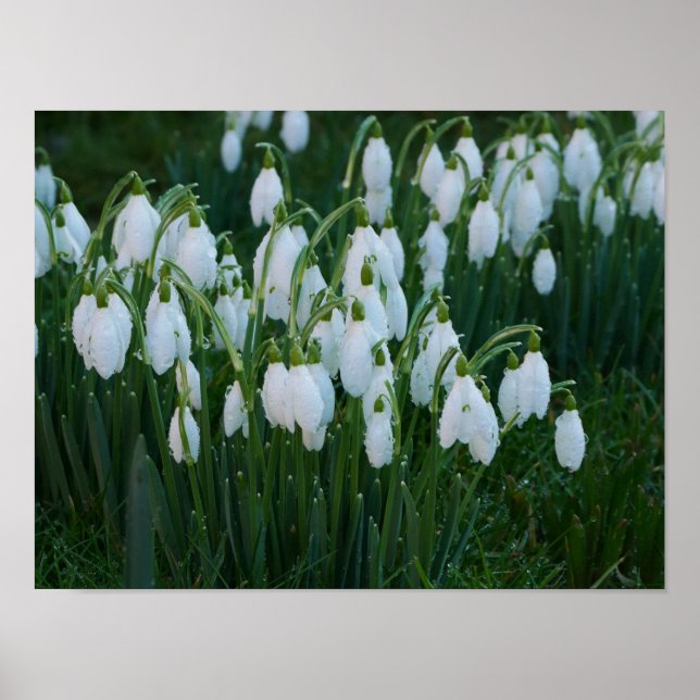 Snowdrops Poster (Front)