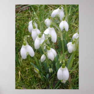 Snowdrops Poster