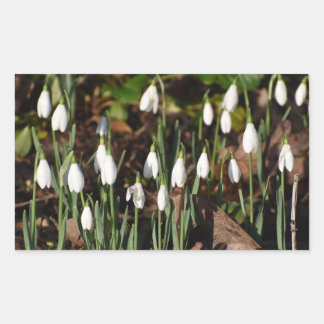 Snowdrops rectangular sticker