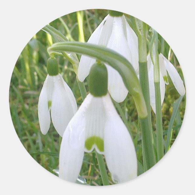 Snowdrops Sticker (Front)