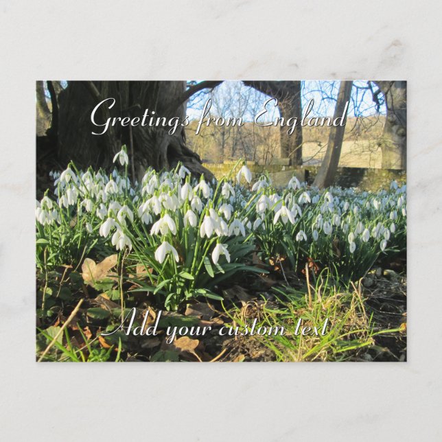 Snowdrops Under a Yew Tree - Personalised Postcard (Front)
