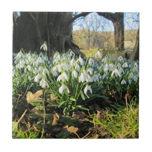 Snowdrops Under an English Yew Tree - Ceramic Tile
