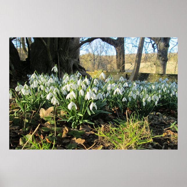 Snowdrops Under an English Yew Tree - Personalised Poster (Front)