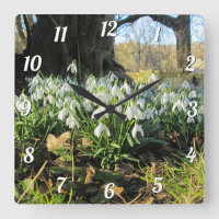 Snowdrops Under an English Yew Tree -