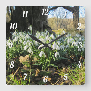 Snowdrops Under an English Yew Tree - Square Wall Clock