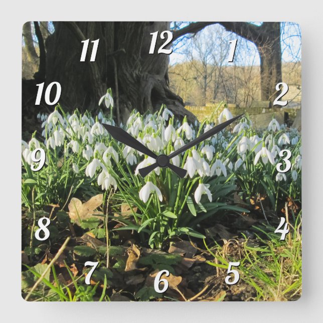 Snowdrops Under an English Yew Tree - Square Wall Clock (Front)