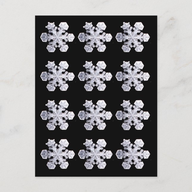 Snowflake Crystal Photos Postcard (Front)