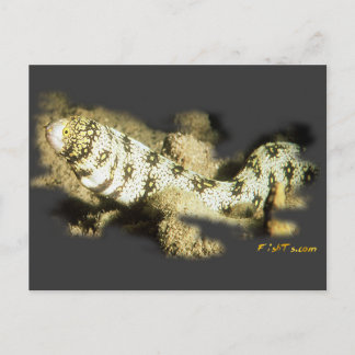 Snowflake Eel Postcard
