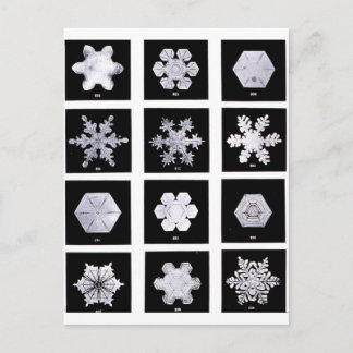 Snowflake Plates Weather Photography Postcard