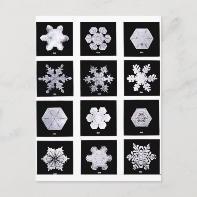 Snowflake Plates Weather Photography Postcard (Front)