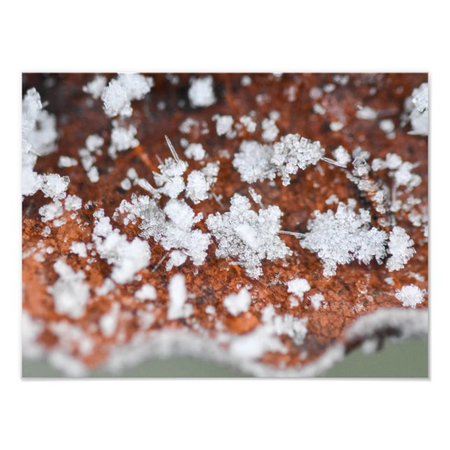 Snowflakes  photo print (Front)