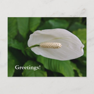 Snowflower Postcard
