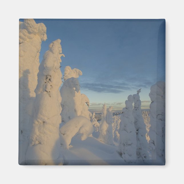 Snowghosts at sunset at Whitefish Mountain 2 Magnet (Front)
